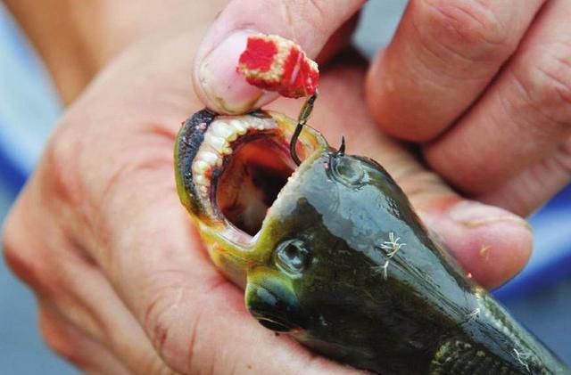 貨車側翻,幾千斤食人魚散落公路,路過車輛碾壓魚群而過