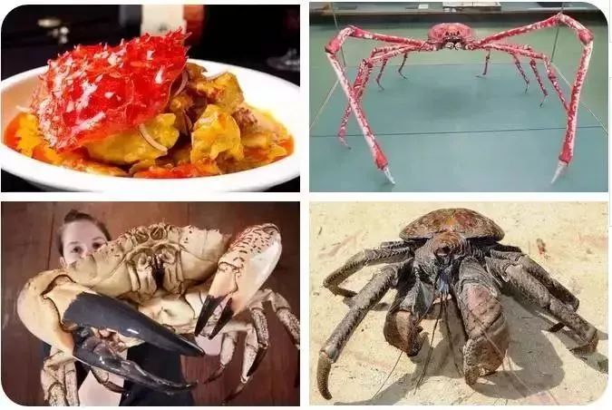 椰子蟹vs螳螂虾图片