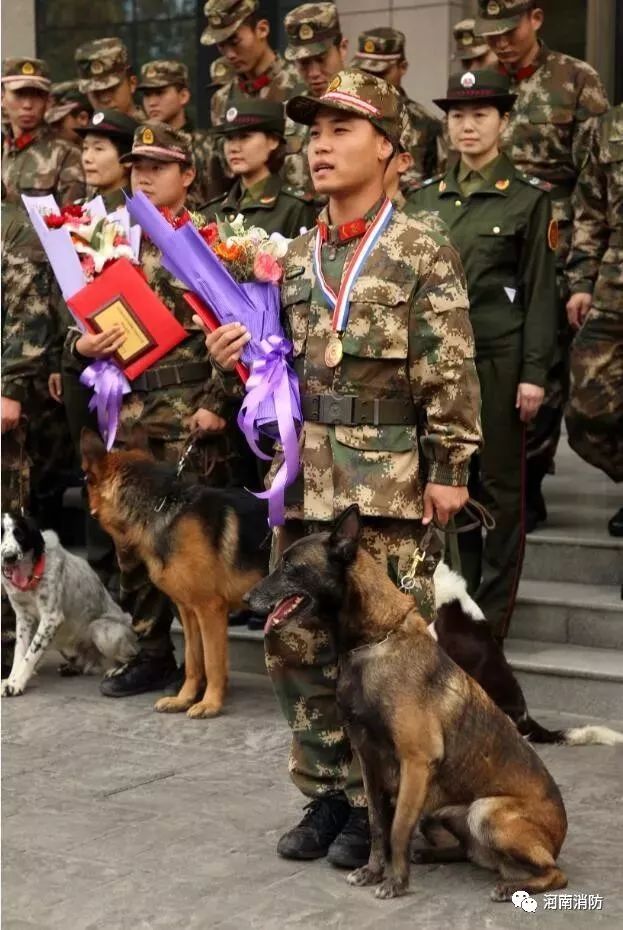 厉害了河南消防部队这只汪星人获得全国搜救犬比赛第一名