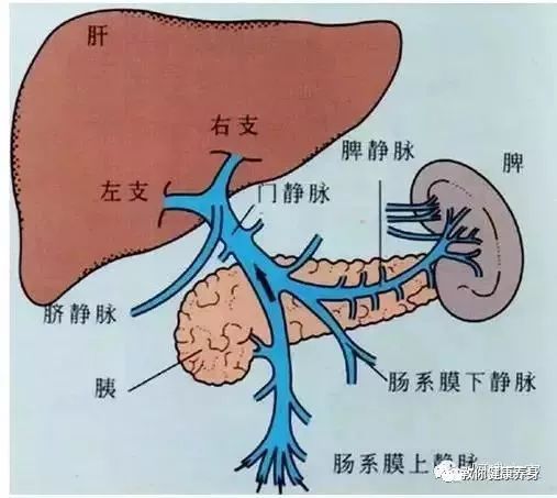 为什么肝癌一发现就是晚期,你肝净吗?