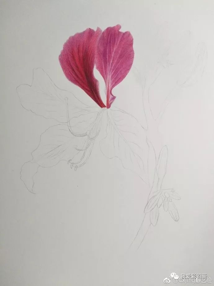 紫荆花怎么画彩铅图片