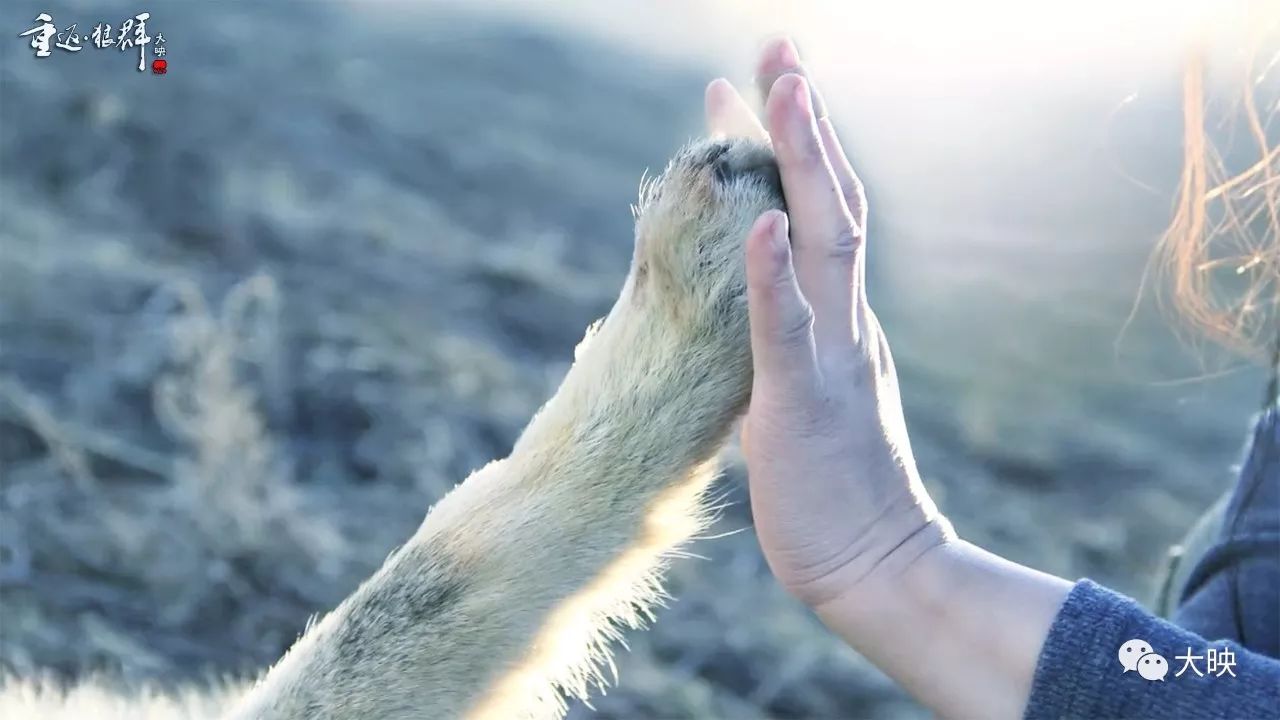 狼纪录片自然传奇图片