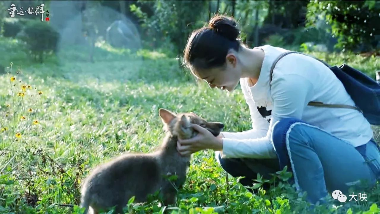 野生动物画家李微漪(编剧)在若尔盖草原的一次意外采风中,收养了被杀