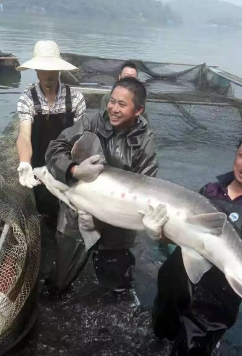 長陽土家族自治縣清江魚銷售聯繫電話1,鴨子口鄉 (鱘魚,長吻鮠,丁桂魚