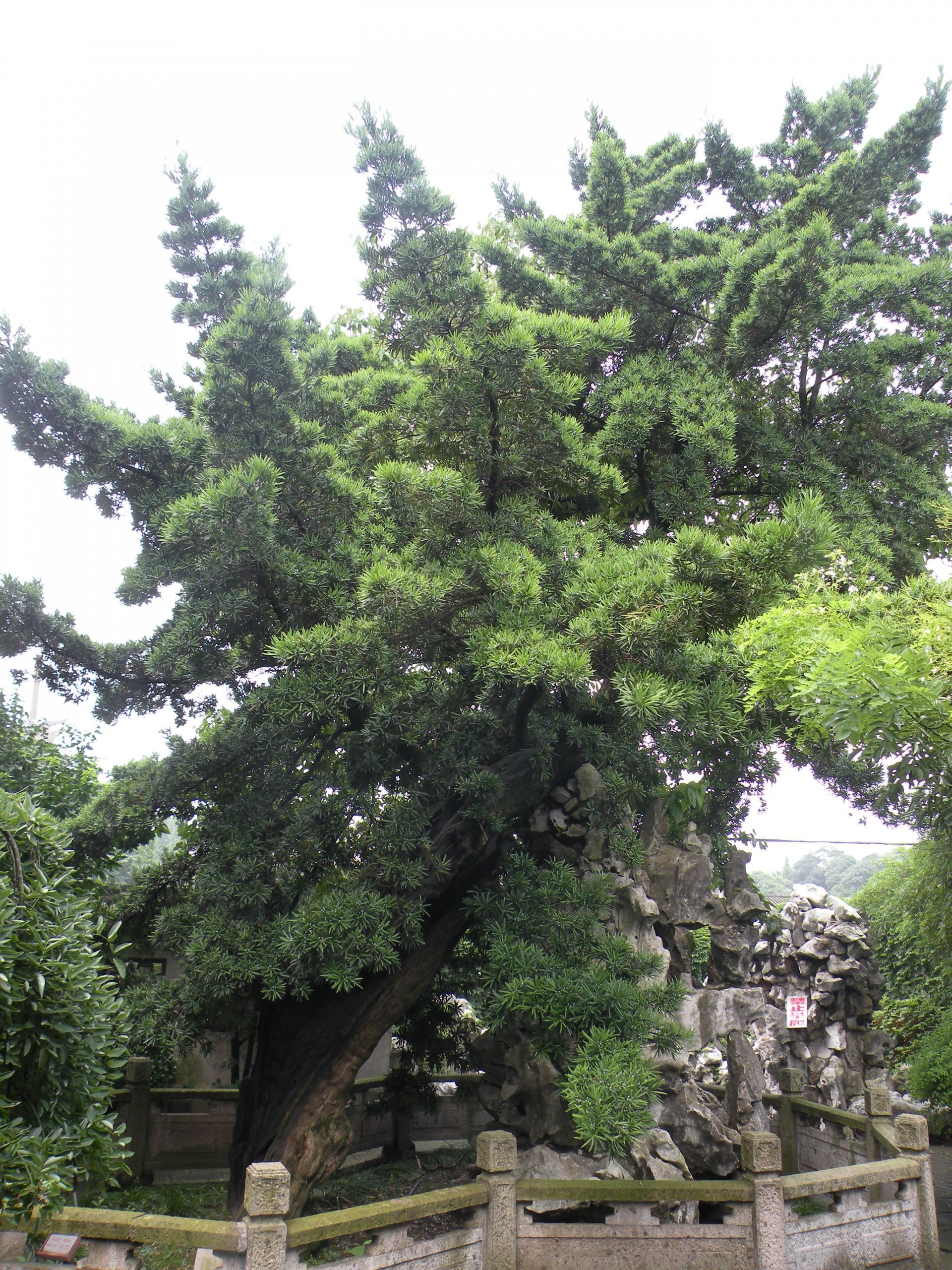 三门峡古松图片