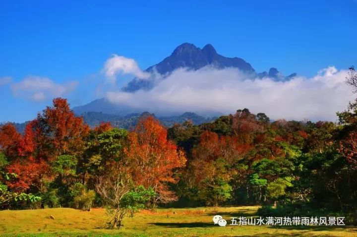 五指山水滿河熱帶雨林風景區紅葉節|雙11|海南歡樂主題活動!