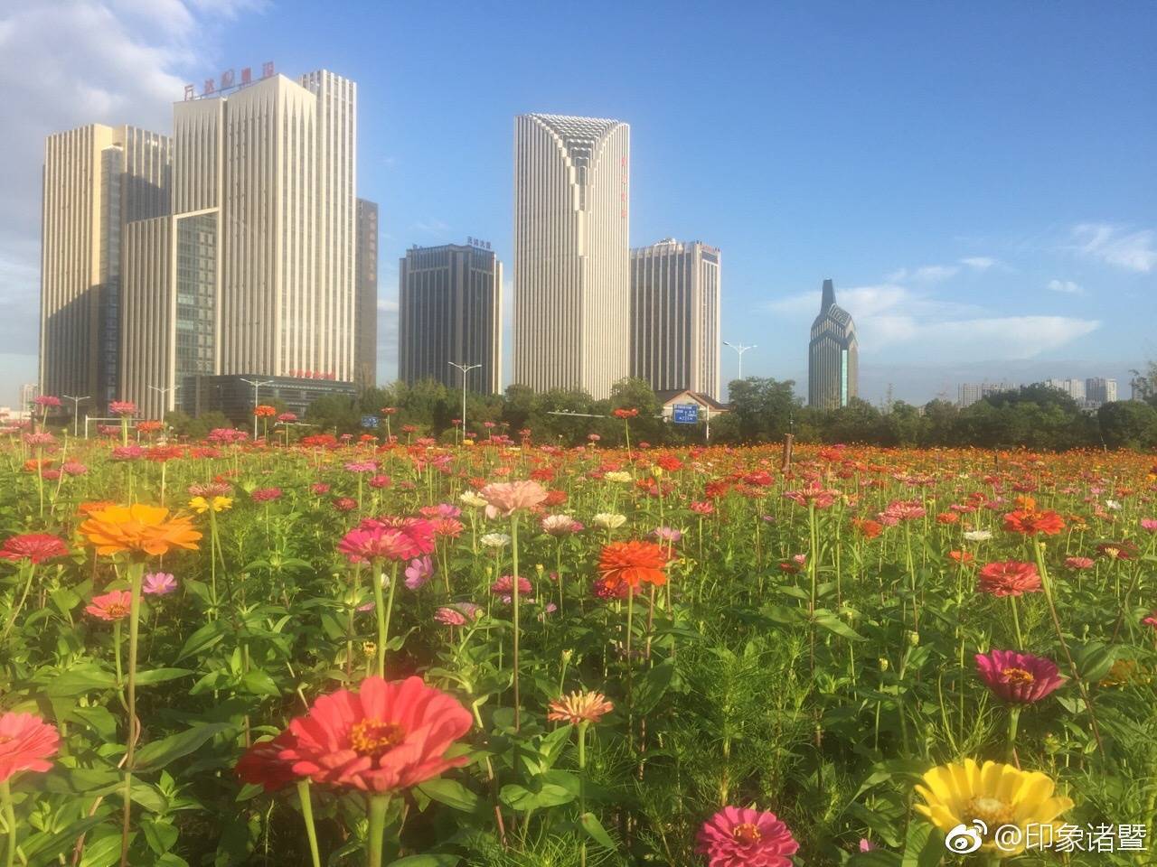 高能预警!位置就在雄风新天地后面!这就是城东花海!