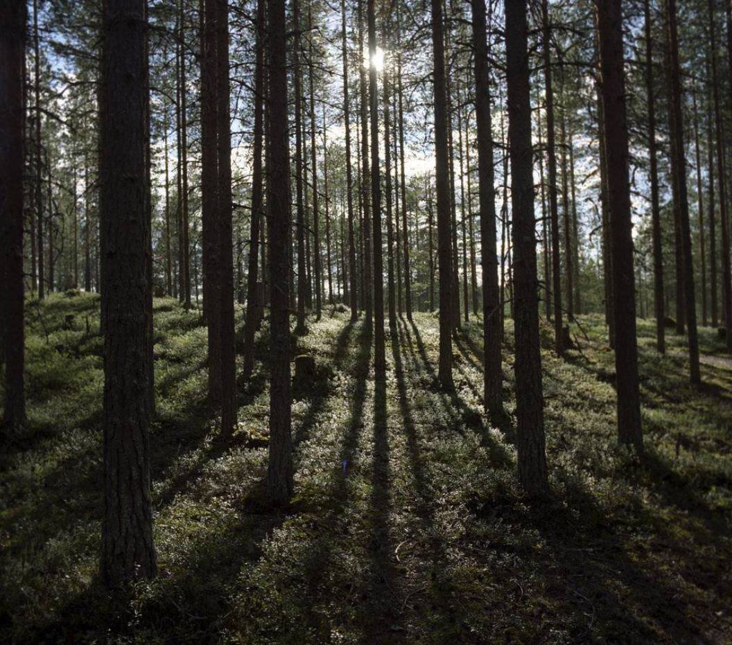 北欧森林图片
