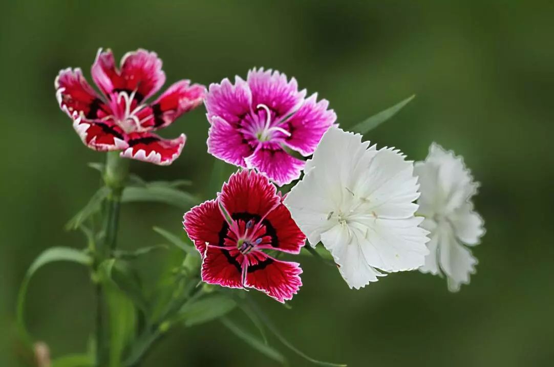 丝石竹的花语图片