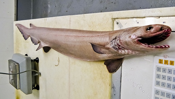 今年2月13日,新西兰科学家捕获皱鳃鲨来源:视觉中国