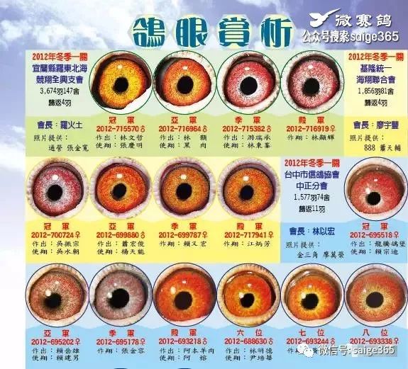 编著:信鸽市场杂志社字数:49千鸽眼的介绍:鸽眼离嘴角线近 鸽眼离