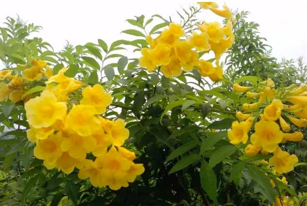 花鲜黄色,排成顶生的总状花序或圆锥花序,花冠漏斗状,果长条形;喜光