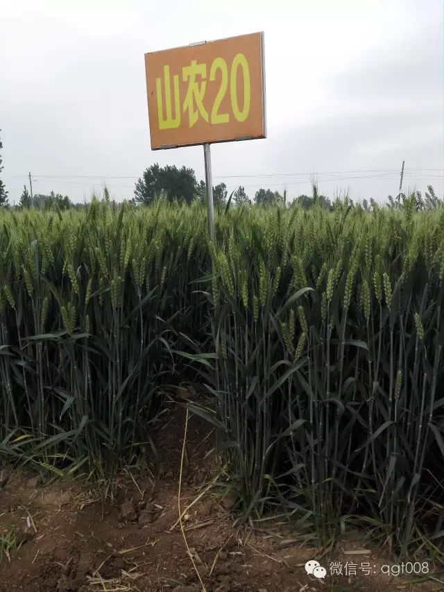 山农20小麦品种简介图片