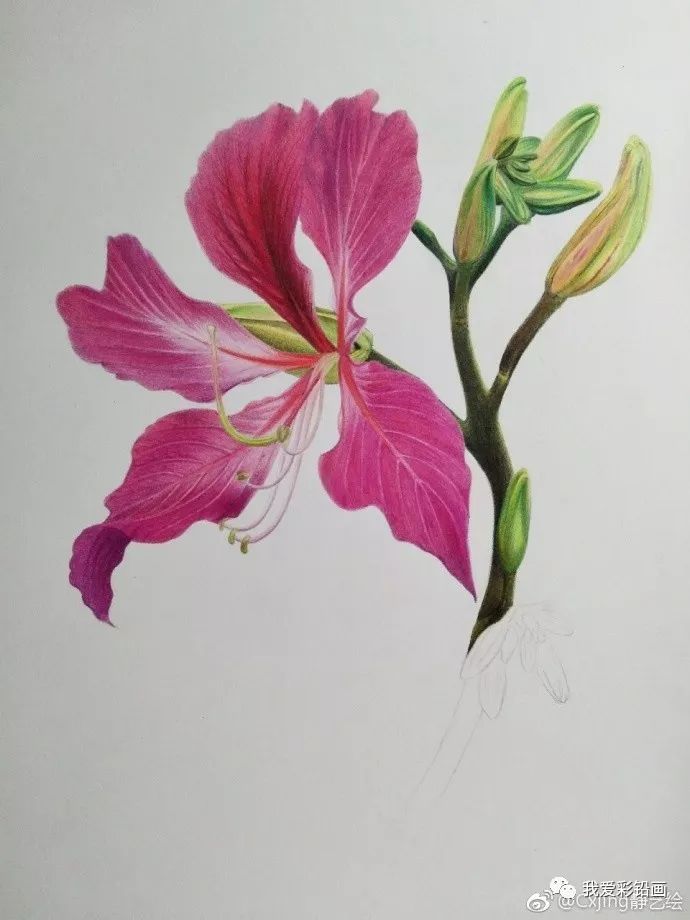紫荆花树图画图片