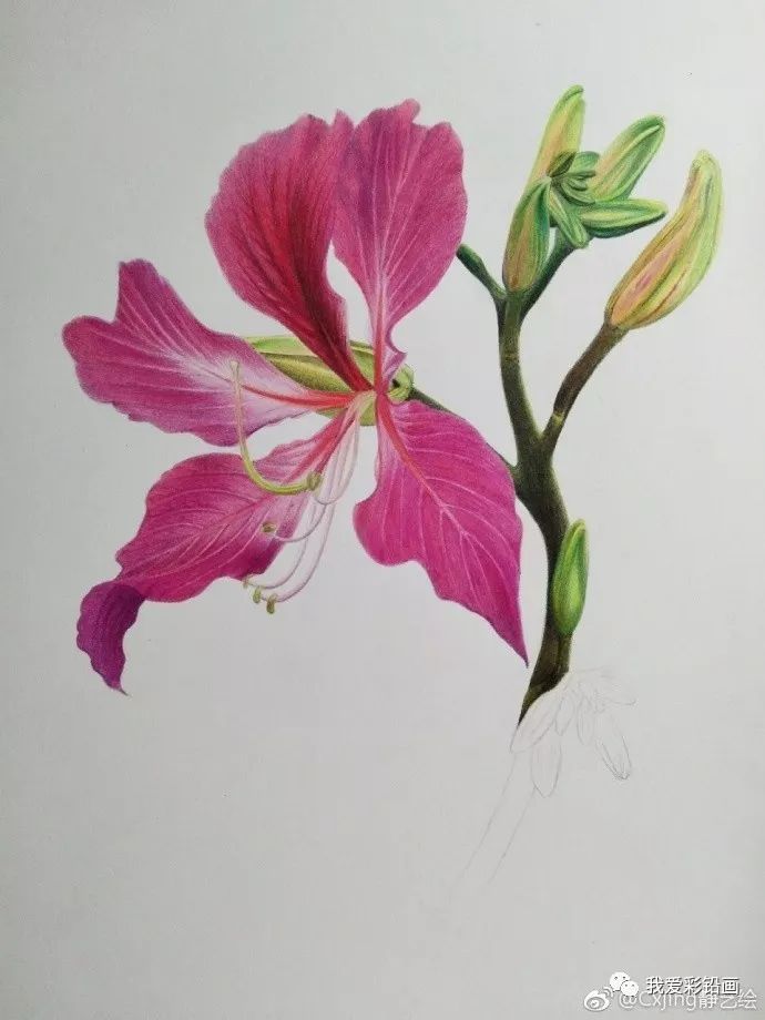 香港紫荆花插画图片