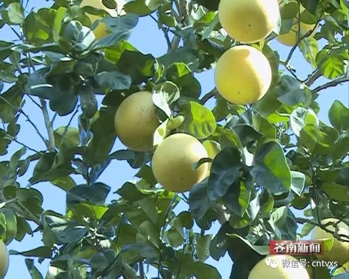 马站中魁村四季柚进入采摘季柚农笑逐颜开