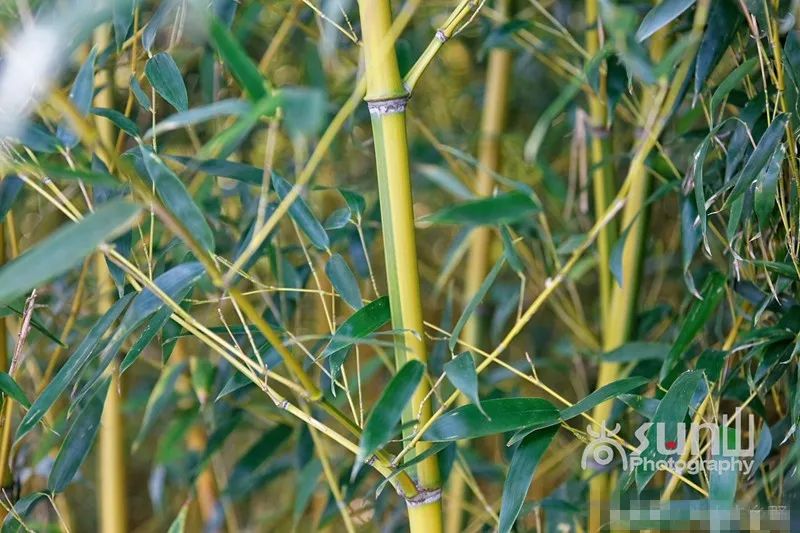 花果山上的竹子为竹中珍品,属比较罕见的一个竹子品种,名为金镶玉竹