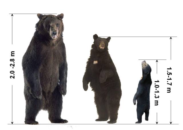 熊的品种名字及图片图片