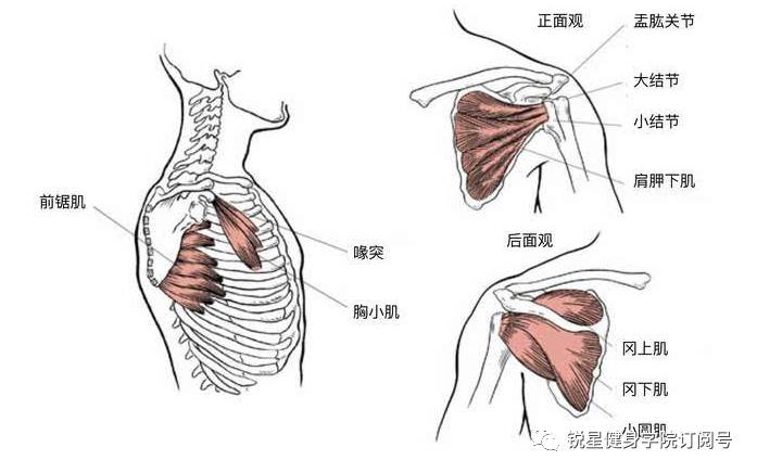 干货rstar微课堂笔记整理分享肩关节损伤