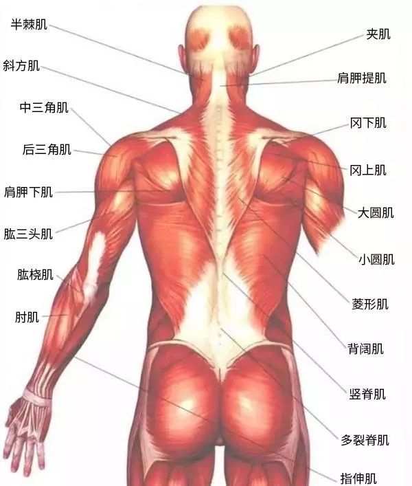 人体各部位肌肉名称图片