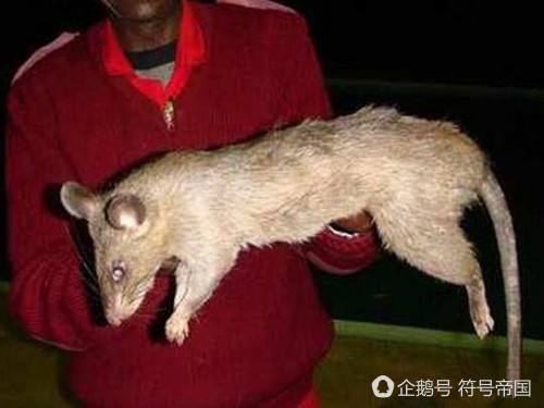 中国黑龙江变异老鼠图片