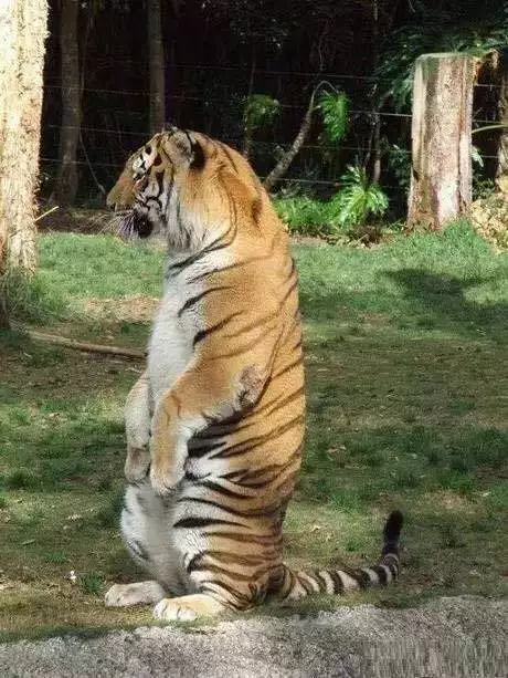 老虎变橘猫 你这么胖 我一定遇到了假老虎