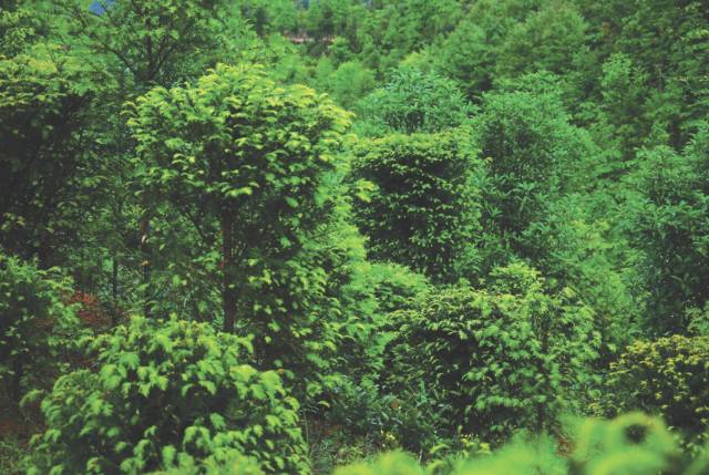 實幹苦幹!看林業排頭兵擷得花果飾花園