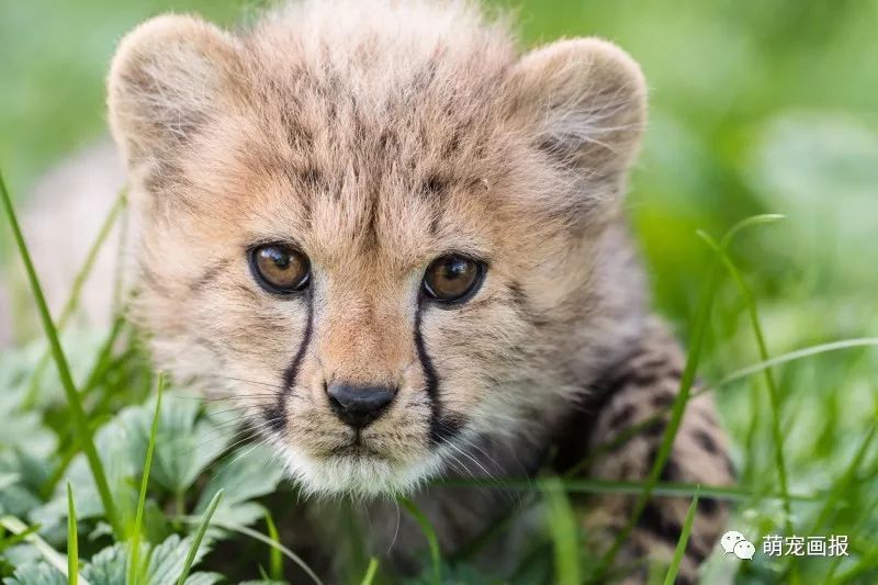 瑞士巴塞尔动物园的小猎豹,萌萌哒样子真可爱