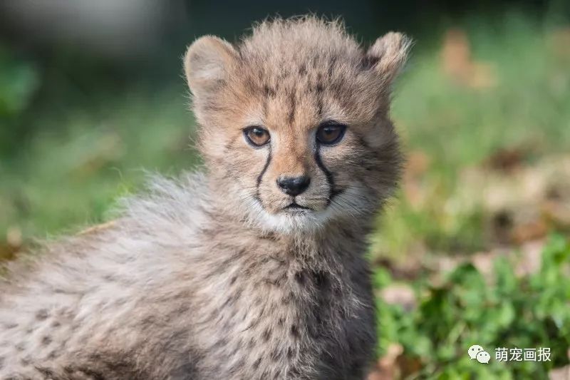 瑞士巴塞爾動物園的小獵豹,萌萌噠樣子真可愛