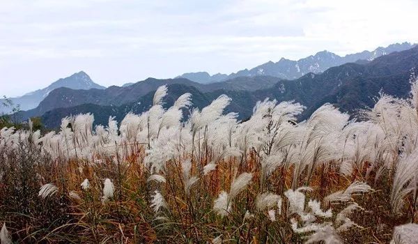 芦苇学名叫芒草一人多高,满山遍野成片,美丽异常爱情电视剧《十五年