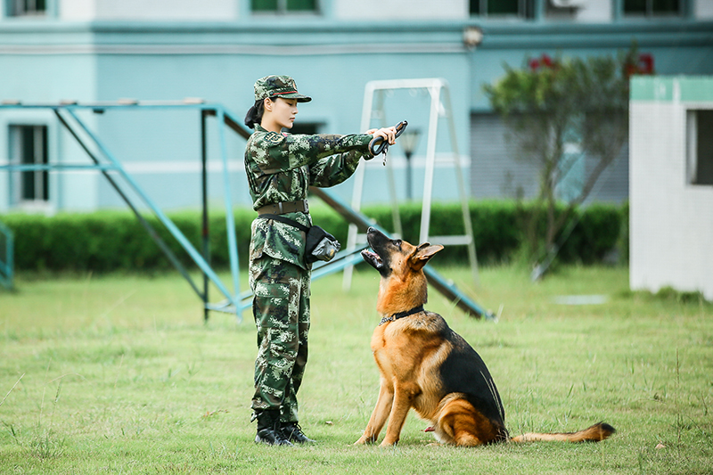 《奇兵神犬》训练再升级 张馨予训犬受挫遇瓶颈