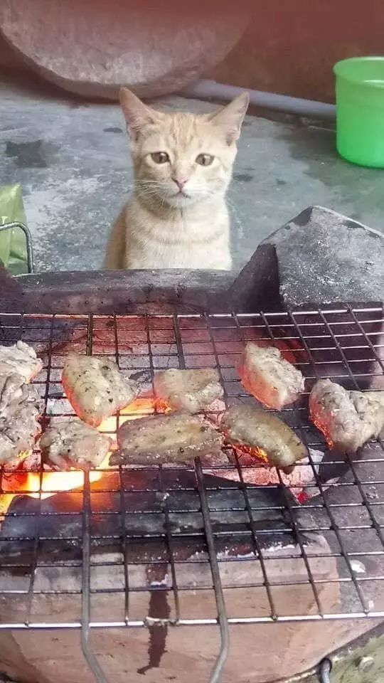 橘猫闻到烤肉味后,立马跑过去,不过这眼神,喵:别烤焦了啊