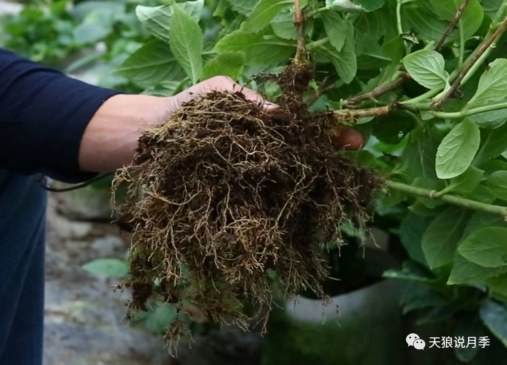 绣球发达的根系这样的根系特点就间接导致了我们文章开头提到的问题