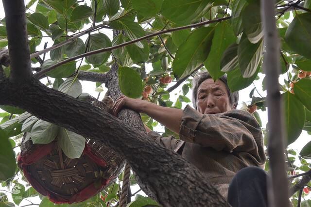 中国大妈爬树拍照图片