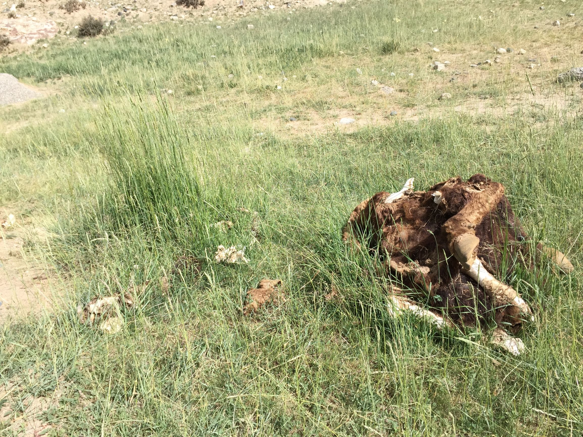 昆仑山死亡谷,人畜不敢靠近,藏有大量尸骨,但是别有一番景色