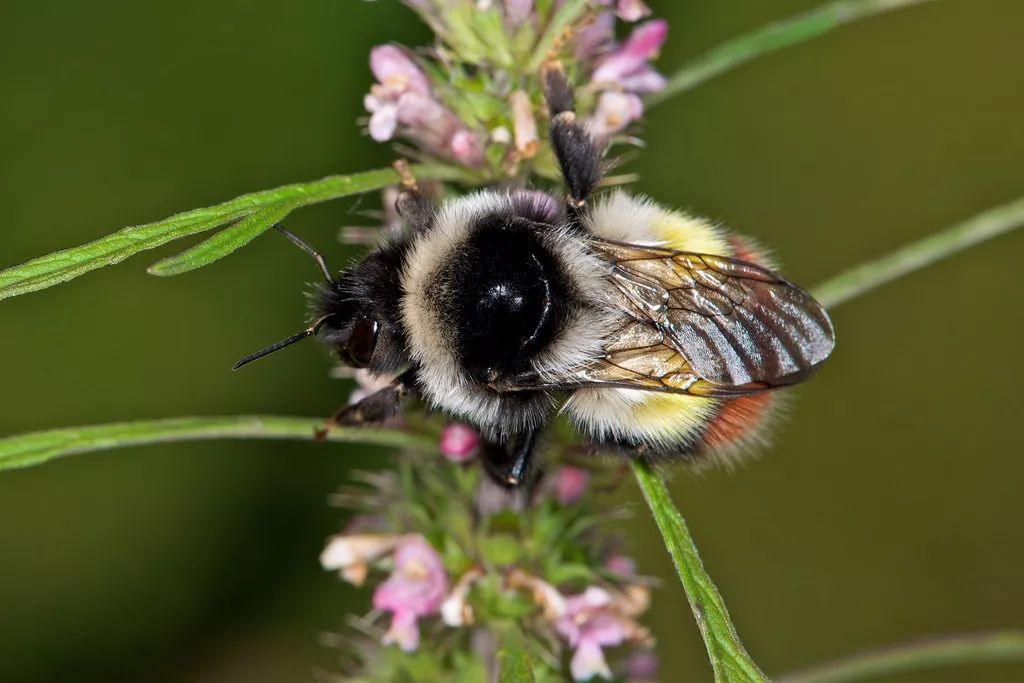 它隶属于蜜蜂科里的熊蜂族,熊蜂属(bombus.