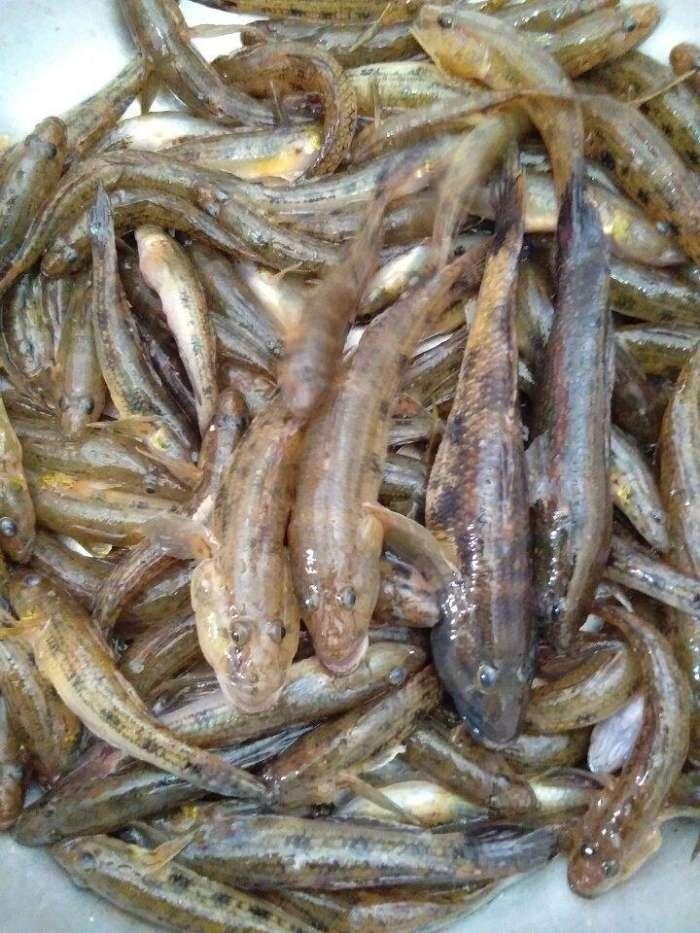 釣魚至今還不知這魚的學名只知道叫麻殼子魚