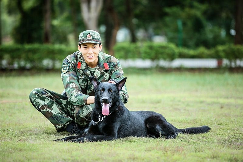 奇兵神犬赵一诺冠军图片