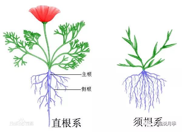 月季花的根茎和叶子图片