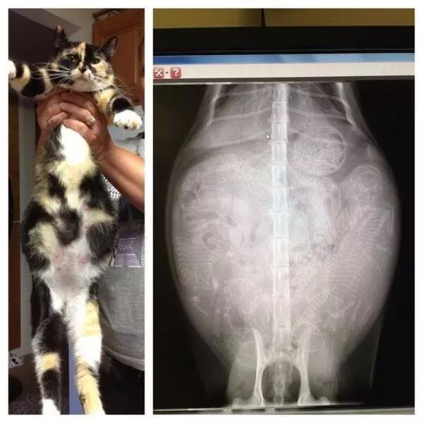 母猫怀孕肚子变化图图片