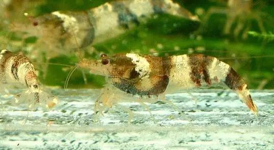 水晶虾的祖先蜜蜂虾的详细分类和各自特点