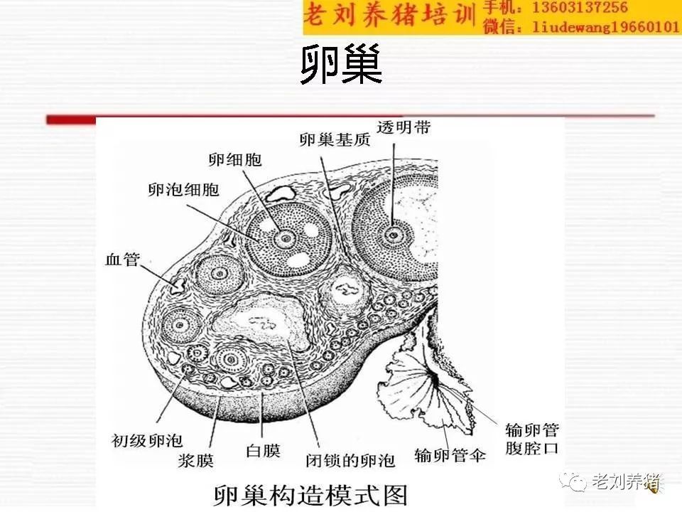 老刘养猪培训 解剖——母猪生殖系统构造