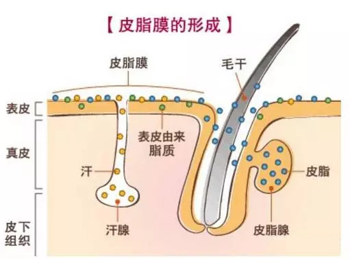 護膚品真的能增厚角質層麼?