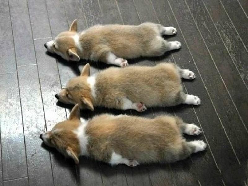 据说这是柯基犬最爱的睡姿 好想拿锅铲给它们翻个面