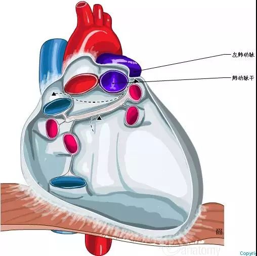最全的心臟解剖圖沒有之一