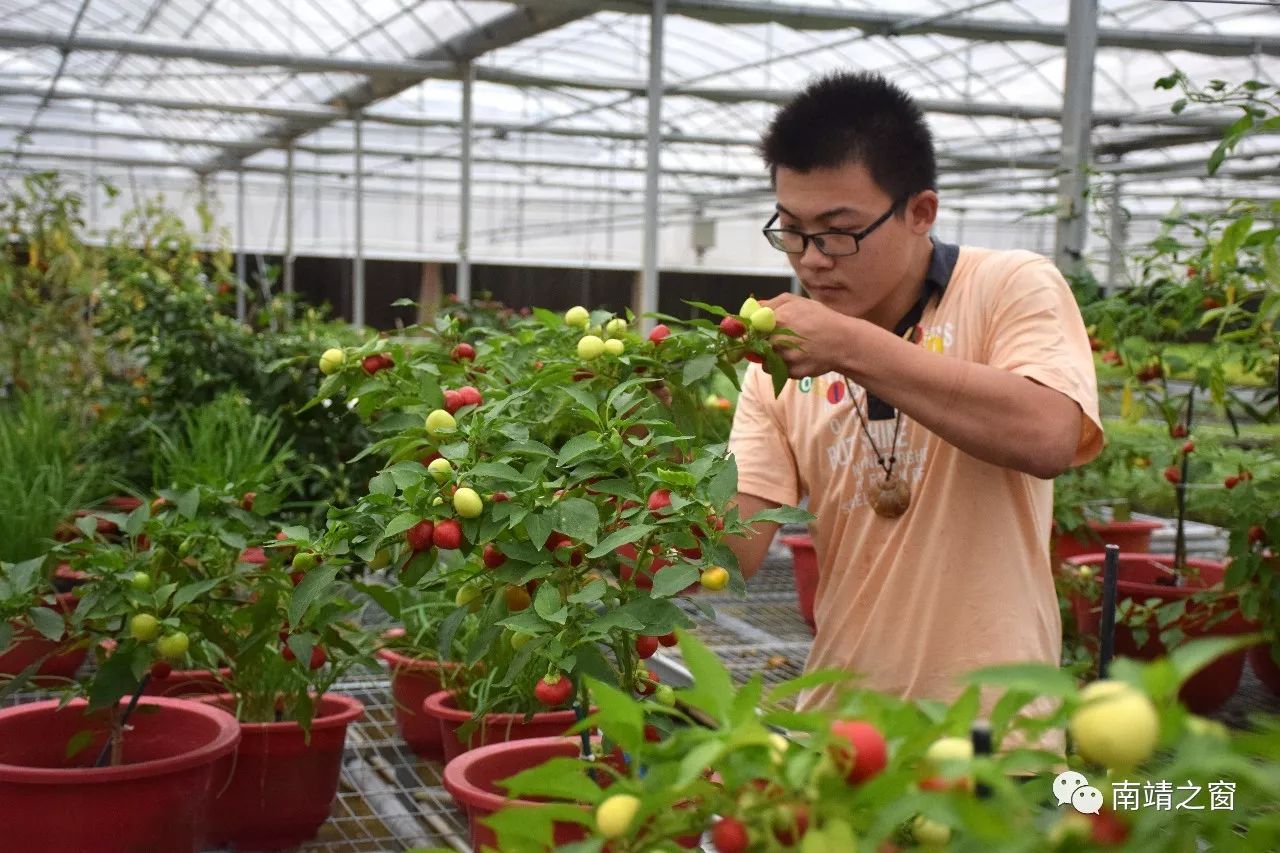 关注南靖的航天蔬菜盆景将亮相第九届农博会哦