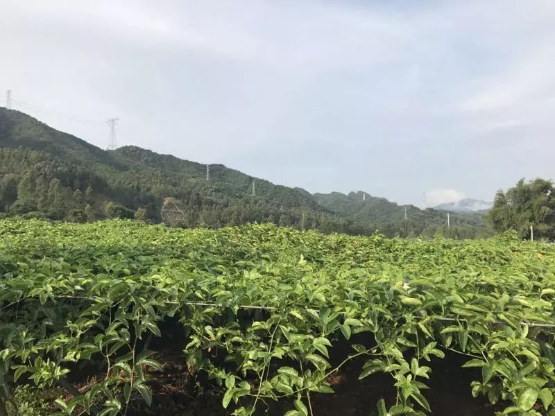 飄香四溢的百香果來襲清遠這些地方快到了摘果的好時機趕緊約起