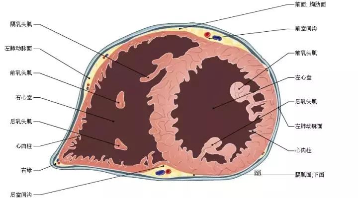 最全的心臟解剖圖沒有之一