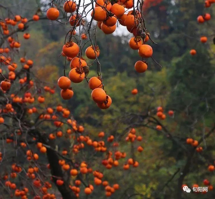 最美我家鄉▎看旬陽紅彤彤的柿子滿枝頭