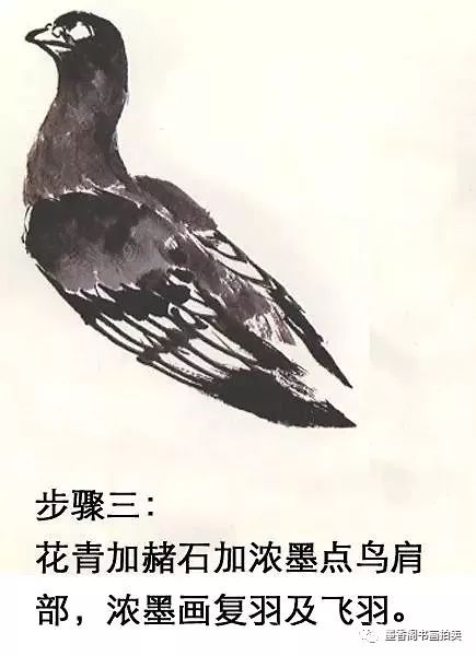 写意鸽子的画法步骤图图片